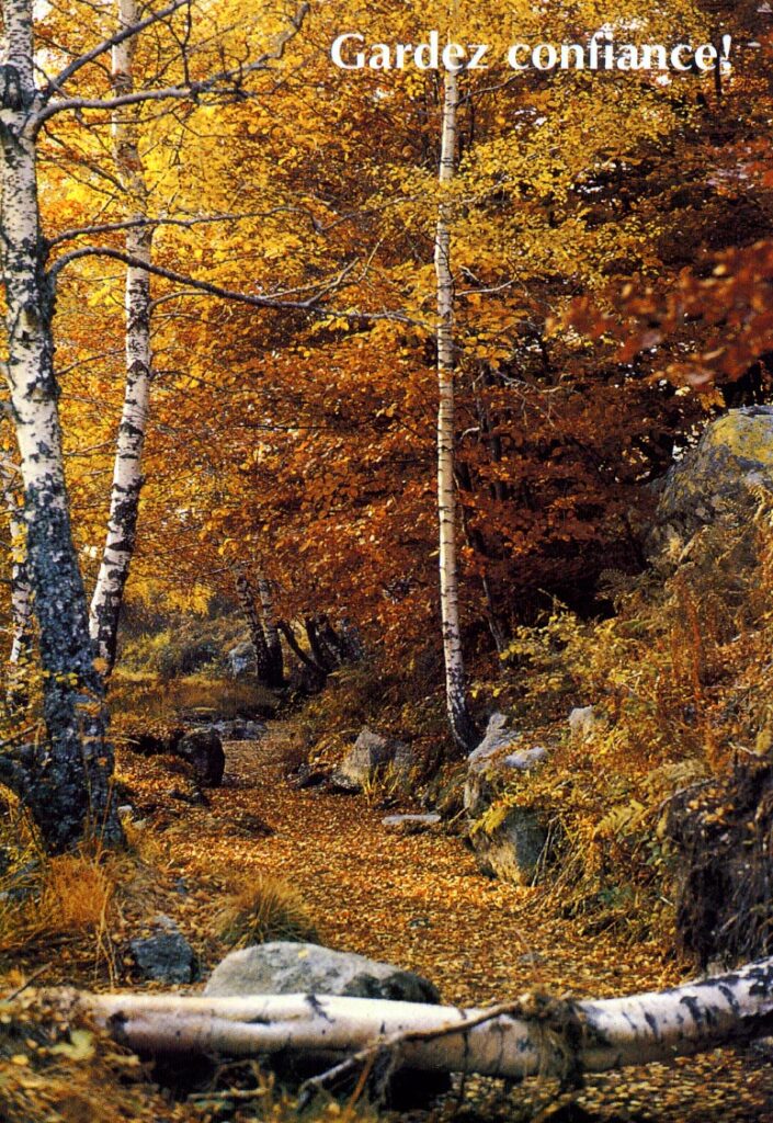 Image forêt : Gardez confiance !